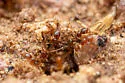 Pheidole tepicana - photo 5