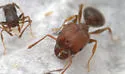 Pheidole tetra