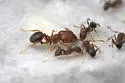 Pheidole tetra - photo 2