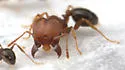 Pheidole tetra - photo 3