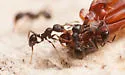 Pheidole tetra - photo 4