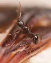 Pheidole tetra - photo 5