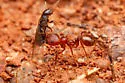 Pheidole titanis - Pheidole titanis