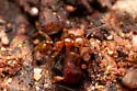 Pheidole titanis - photo 2