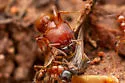 Pheidole titanis - photo 3