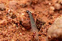Pheidole titanis - photo 4
