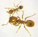 Pheidole tysoni