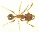 Pheidole tysoni - photo 2