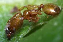 Pheidole tysoni - photo 5