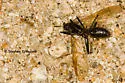 Pheidole vistana