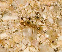Pheidole vistana - photo 2