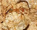 Pheidole vistana - photo 3