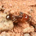 Pheidole xerophila - photo 2