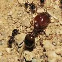 Pheidole xerophila - photo 3