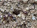 Pheidole xerophila - photo 4
