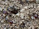 Pheidole xerophila - photo 5