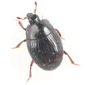 Phelister affinis