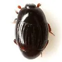 Phelister brevistriatus