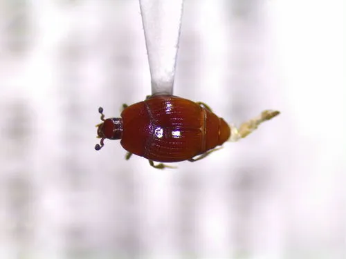 Phelister subrotundus
