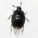 Phelister vernus - photo 5