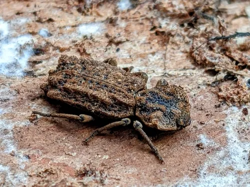 Eastern Ironclad Beetle