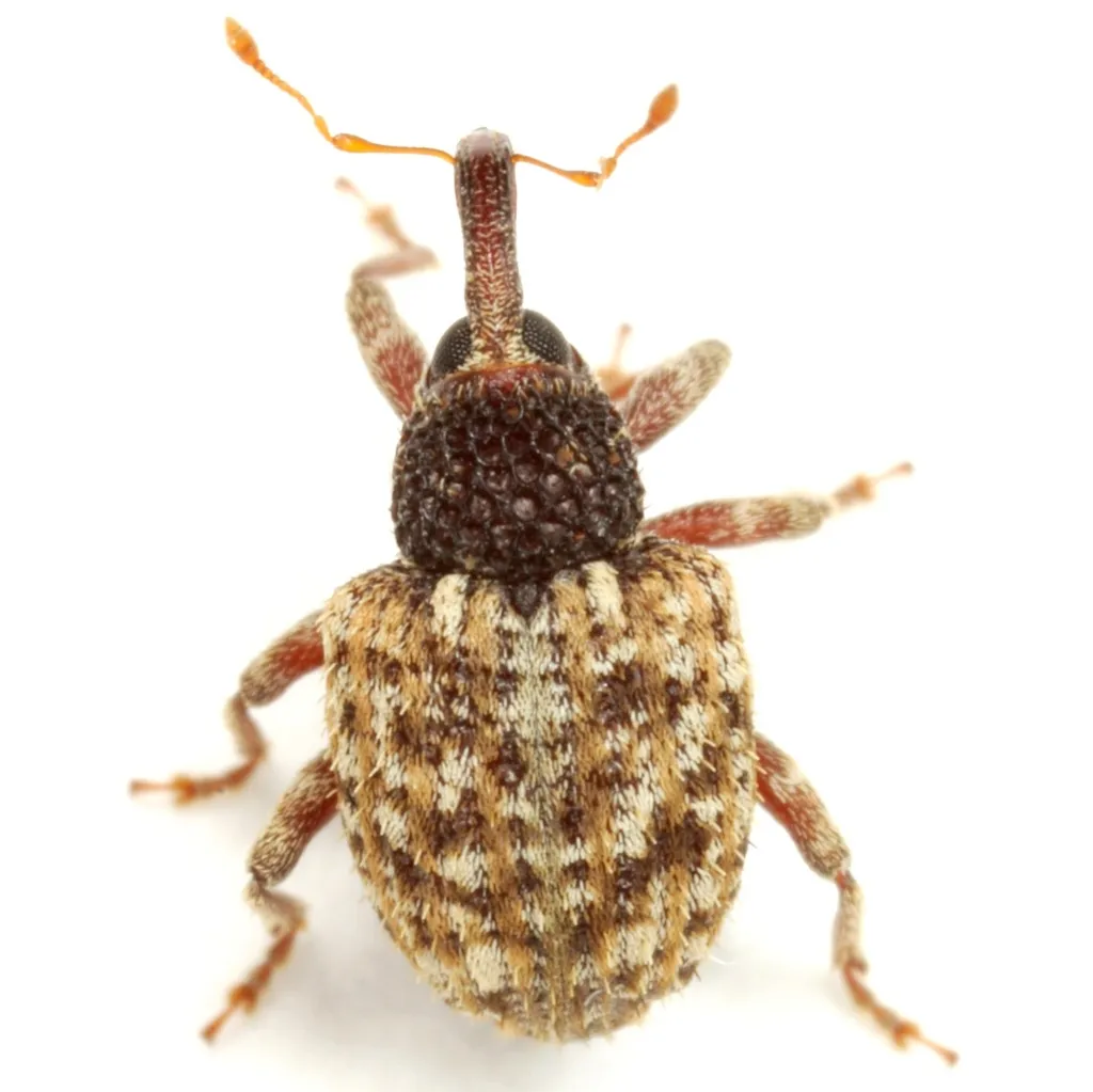 Pheloconus cribricollis - photo 2
