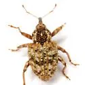 Pheloconus hispidus - photo 2