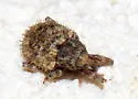 Pheloconus hispidus - photo 3