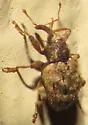 Pheloconus hispidus - photo 5