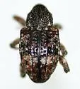 Pheloconus infector