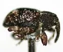 Pheloconus infector - photo 2