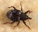 Pheloconus infector - photo 3