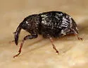 Pheloconus infector - photo 4