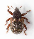 Pheloconus infector - photo 5