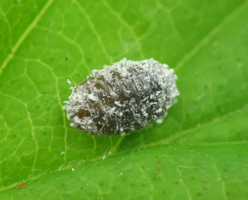Apple Mealybug