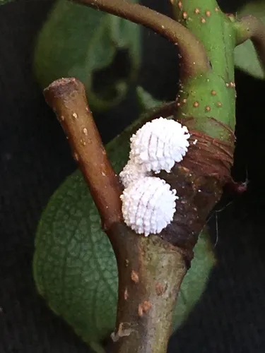 Hawthorn Mealybug