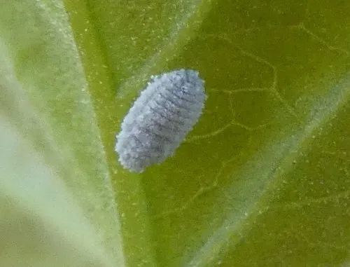 Bougainvillea mealybug