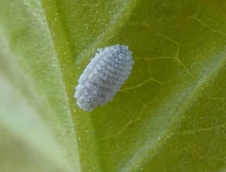 Bougainvillea mealybug - photo 2