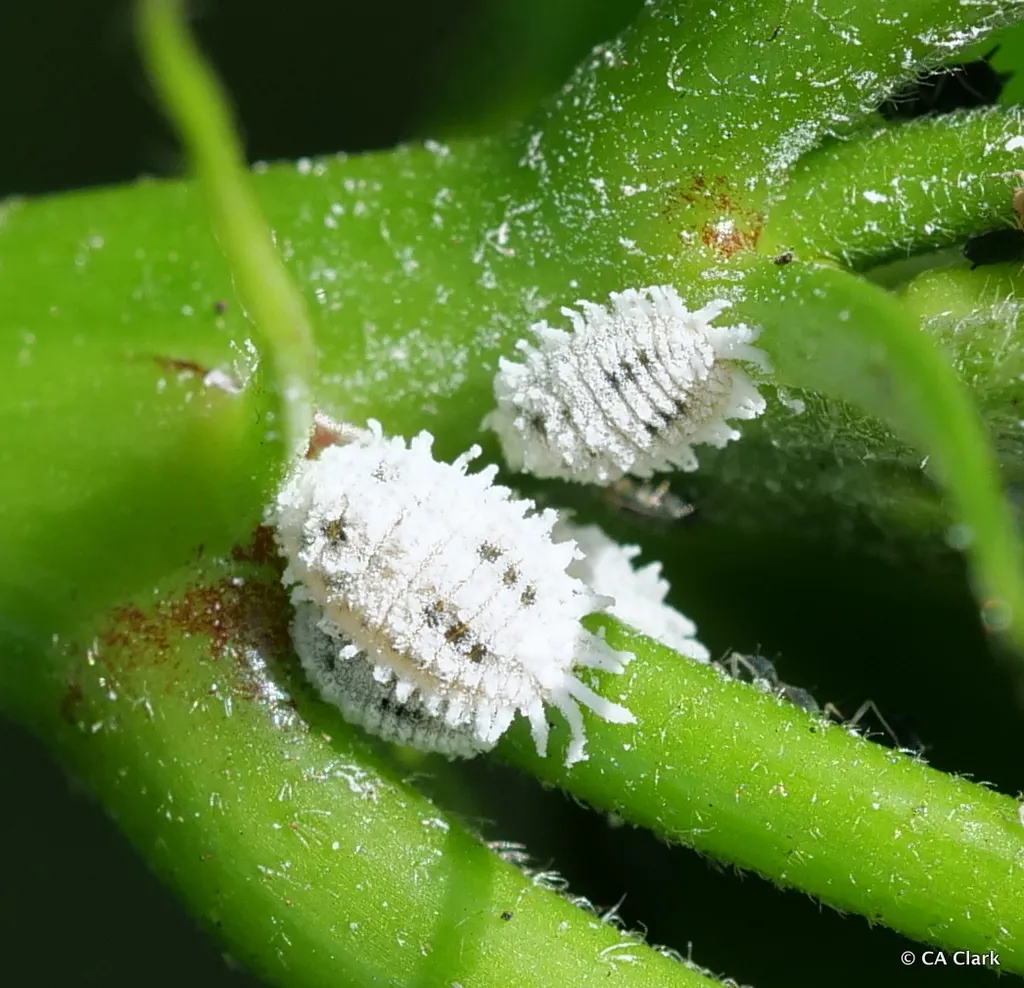 Cotton Mealybug - photo 2