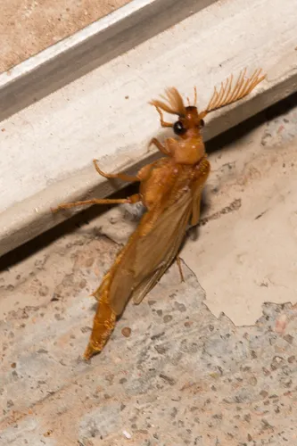 Phengodes arizonensis