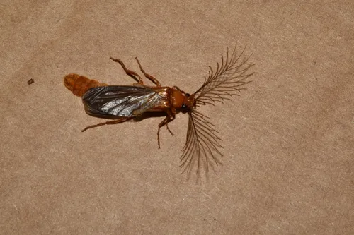 Phengodes atezcanus