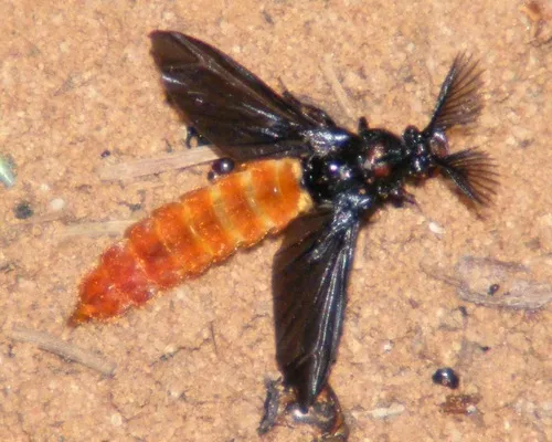Phengodes fenestrata