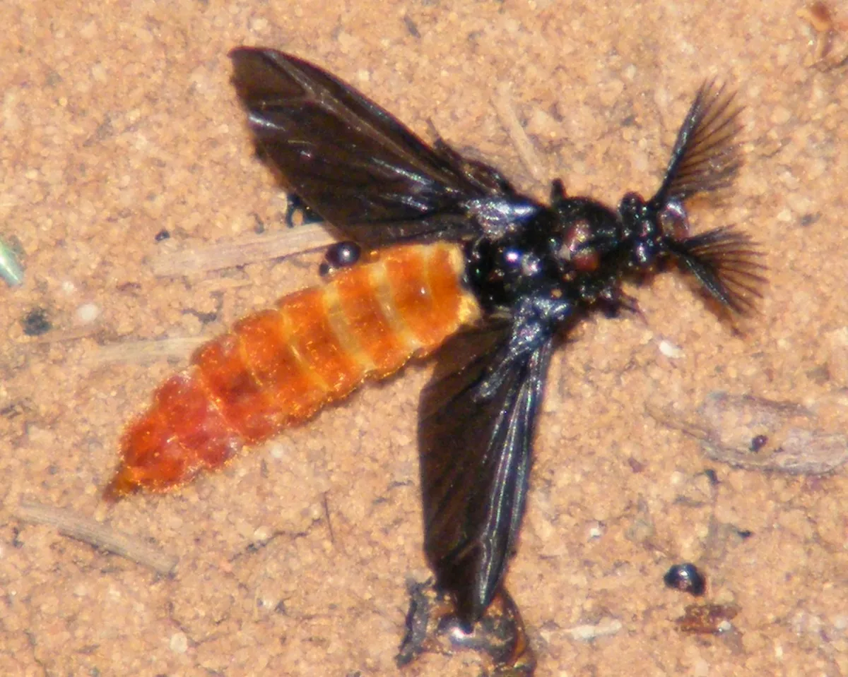 Phengodes fenestrata - photo 3