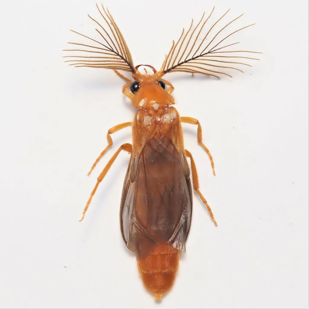 Phengodes frontalis