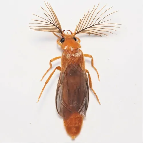 Phengodes frontalis - photo 2