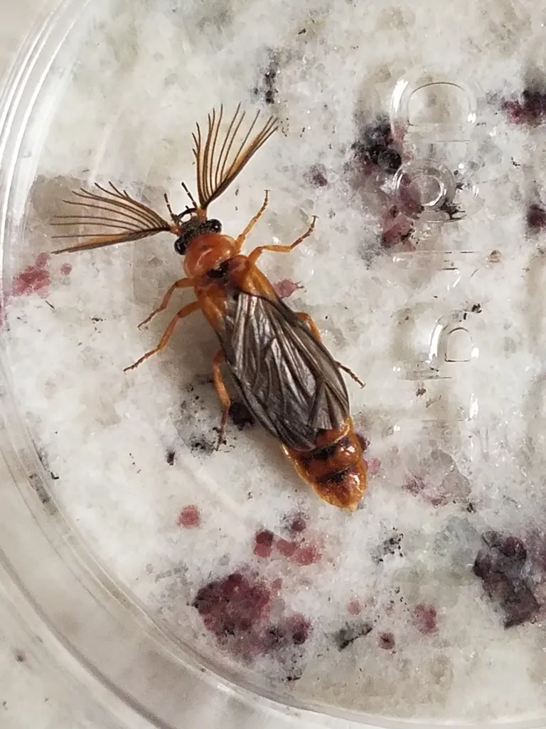 Phengodes fusciceps - photo 2