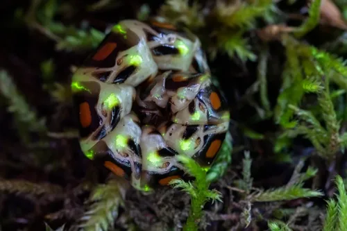 Phengodes laticollis