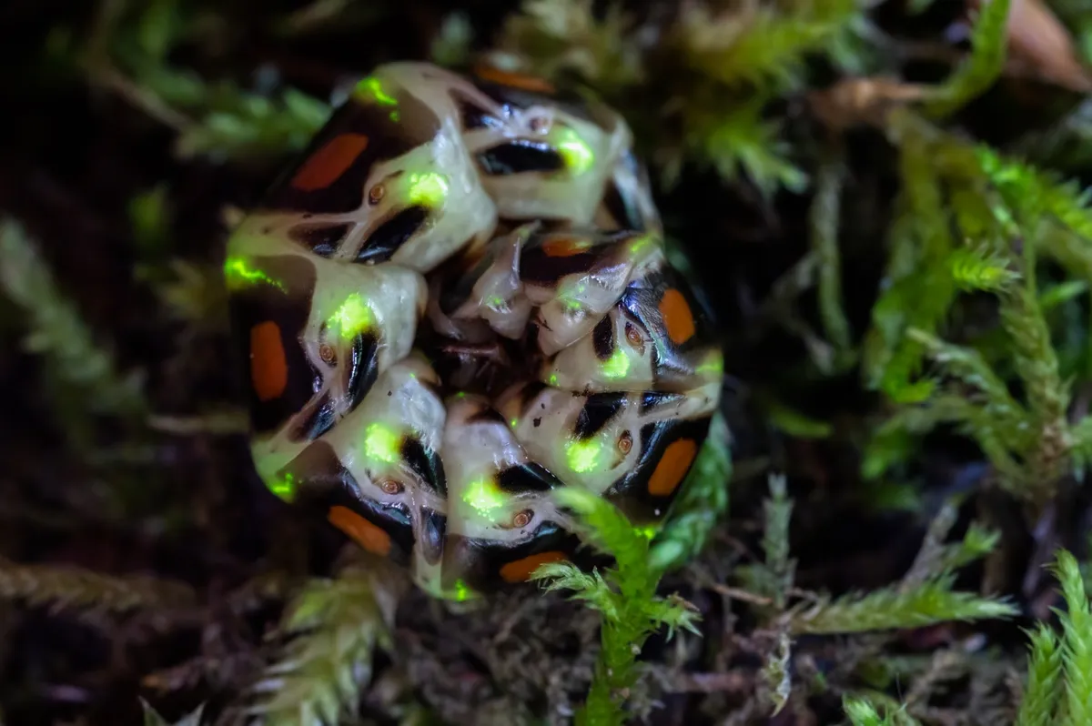 Phengodes laticollis - photo 3