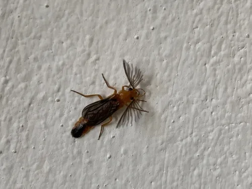 Phengodes leonilae