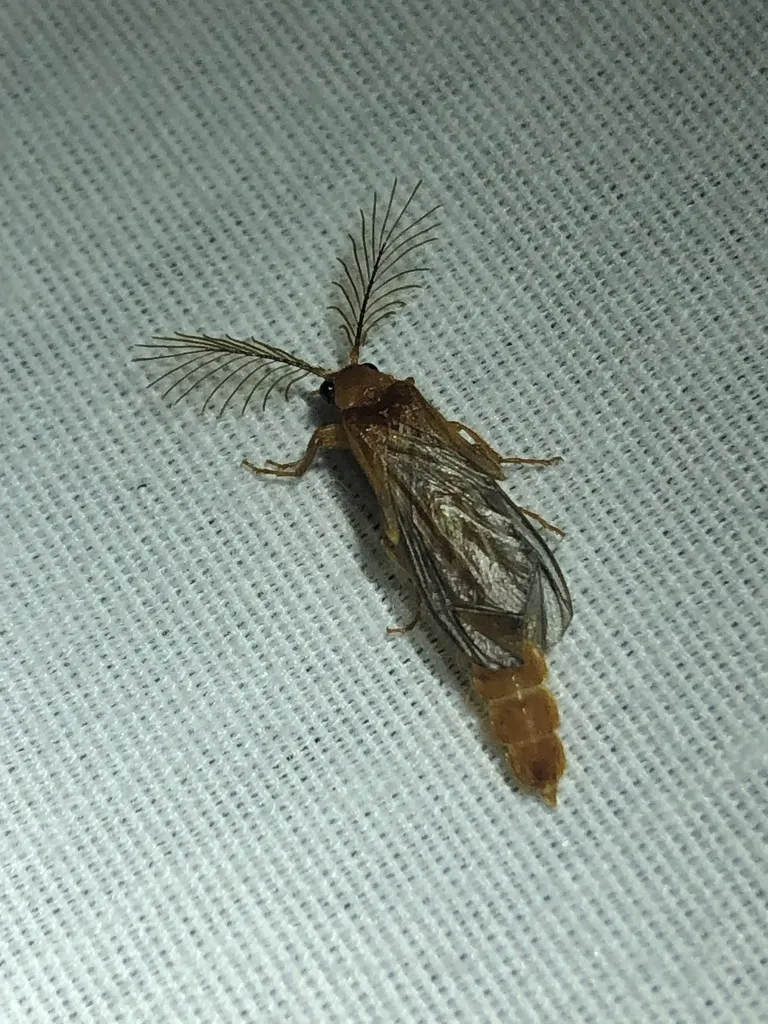 Phengodes mexicana